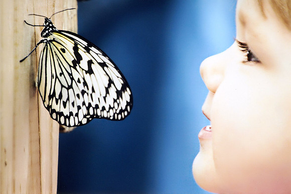 Sophia's Butterfly